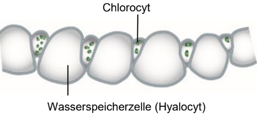 Schematische Darstellung einer Zellreihe mit Chlorocyten und Wasserspeicherzellen (Hyalocyten).